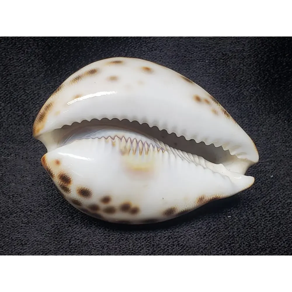 Aquarius Astrology January 20 -  February 20 Tiger Cowrie Seashell Horoscope